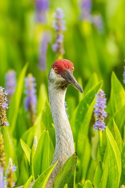 Florida-Orlando Wetlands Park Sandhill crane adult in blooming pickerel weed